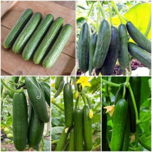 ১ প্যাকেট মিনি এরাবিয়ান শসা বীজ