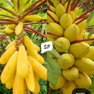 পেঁপে ফলের বীজ ২ প্যাকেটের মূল্য ৬৯৯