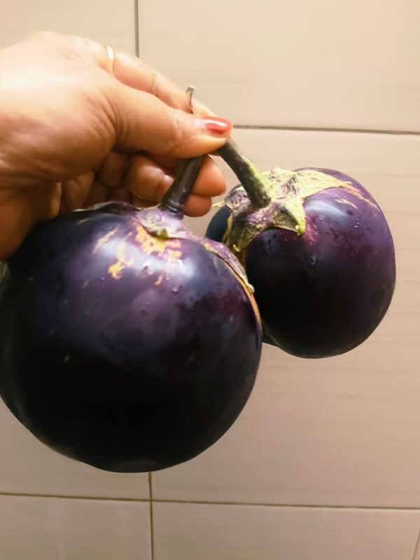 ২ প্যাকেট তাল বেগুন বীজ ৬৫০৳