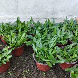 প্যাকেট সাইজ: ১০ গ্রাম
