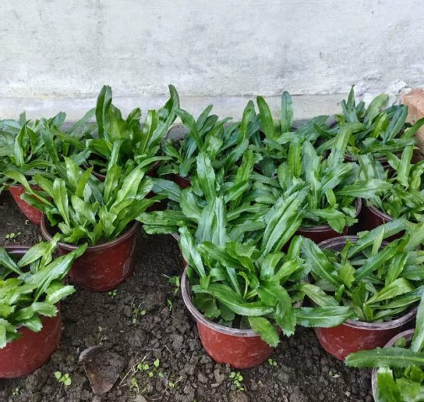 প্যাকেট সাইজ: ১০ গ্রাম
