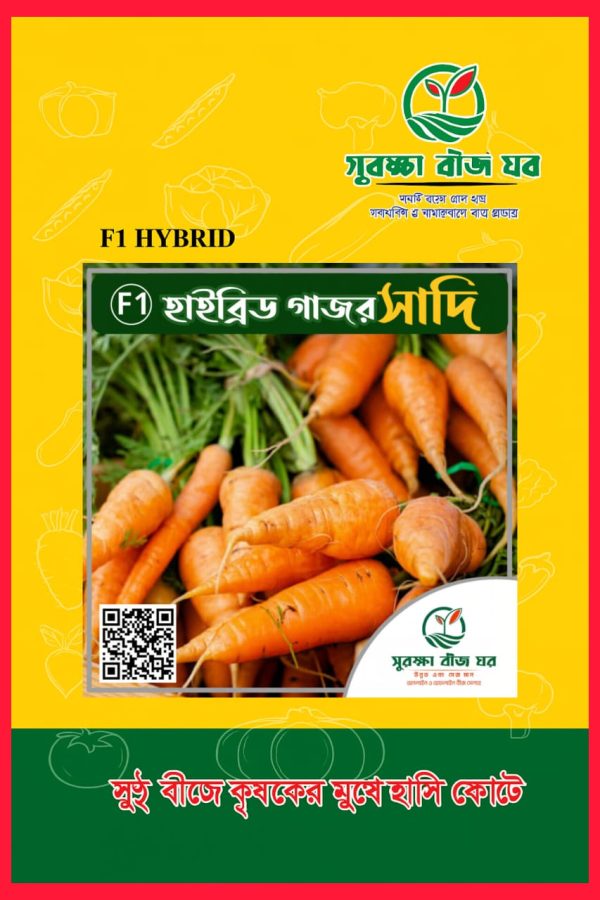 হাইব্রিড গাজর সাদি