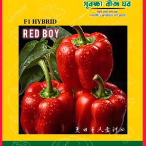 Red Boy Tomato