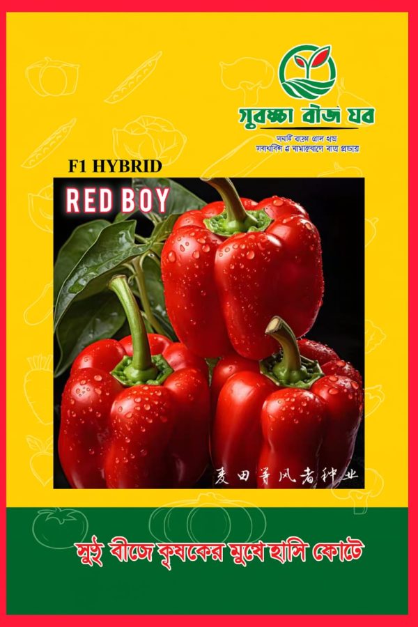 Red Boy Tomato