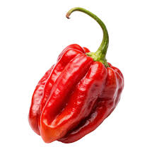 ২ প্যাকেট বোম্বাই মরিচ বীজ ৭৫০৳